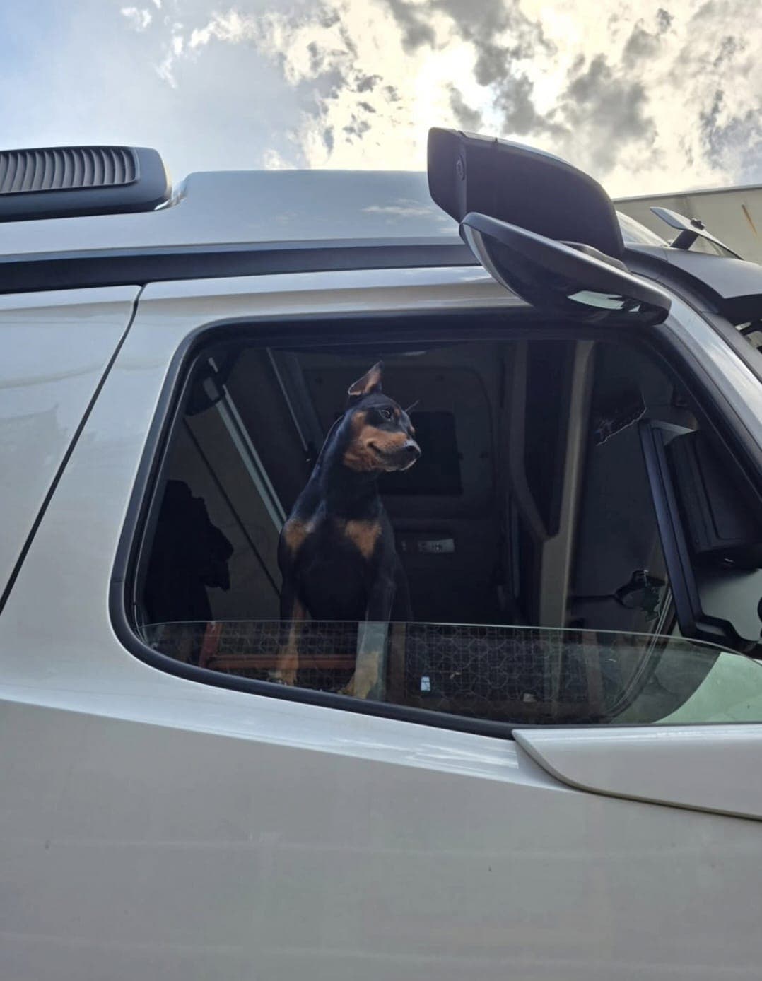 Black and tan dog looking out from the cab window of a white truck